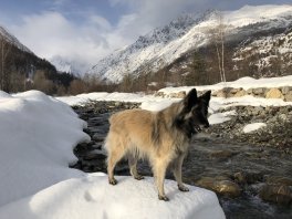 dog walk along the onde river vallouise