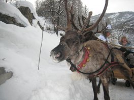 vallouise reindeer